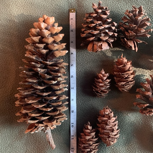 Pine cones from Northern California.  9 medium. - Picture 6 of 6